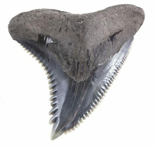 Large, Grey, Fossil Hemipristis Tooth - Georgia #46610